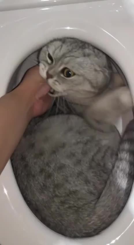 Of all the places Mr Cat 😂😂😂