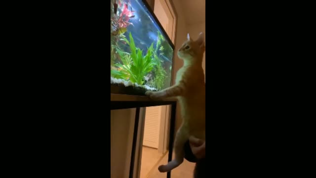 the cat plays with the ornamental fish