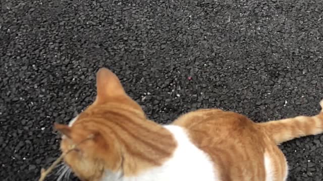 Playing with a cat2 (slow motion)