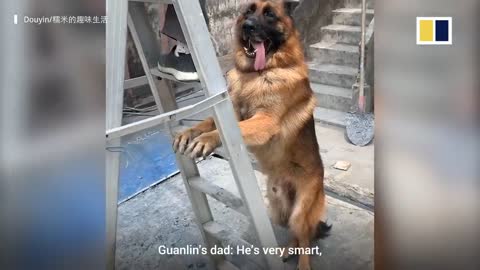 Partners in crime- Dog in China helps girl keep a lookout