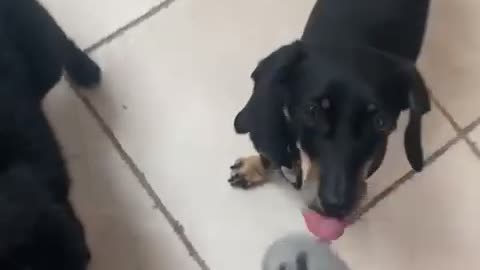 Sausage Dog Steals Shrimp