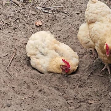 OMC! Dirt bath - Bug pecking technique - a closer look! #dirt #bath #chickens #orpington #shorts