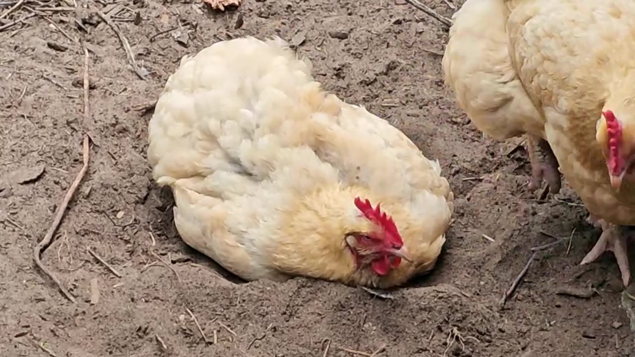 OMC! Dirt bath - Bug pecking technique - a closer look! #dirt #bath #chickens #orpington #shorts