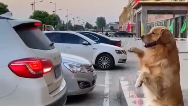 Cute Dog Giving Direction To Park Car Safe