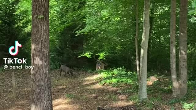 Dog and sticks