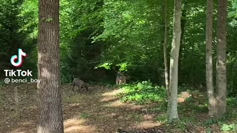 Dog and sticks