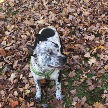 Puppy full on energy