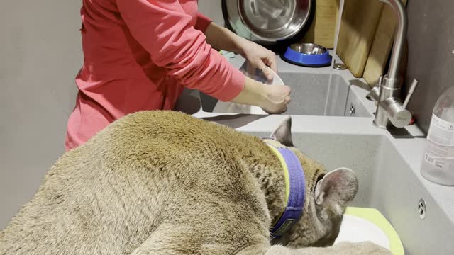 Pet Puma Loves Cleaning off Dishes