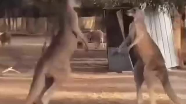 Kangaroo Boxing Fight | Life Story | BBC Earth