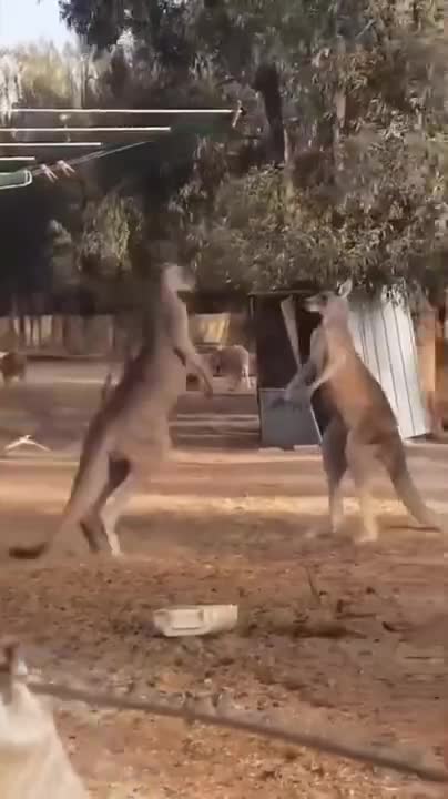 Kangaroo Boxing Fight | Life Story | BBC Earth