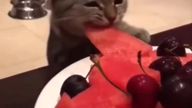 Funny cats video
