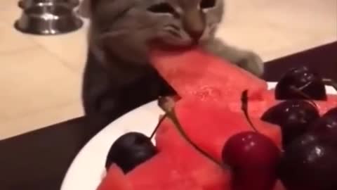 Funny cats video