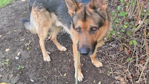 Virgil german shepherd.