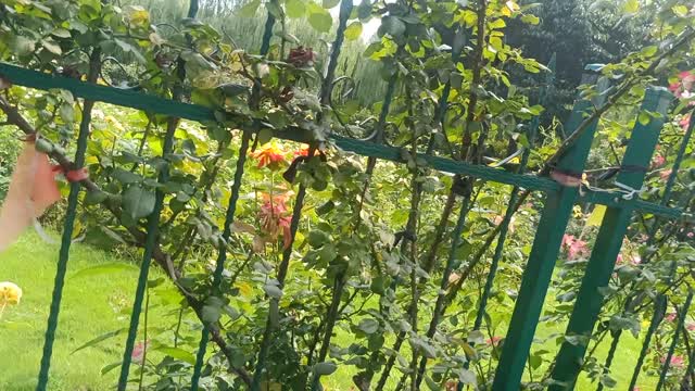 The branches of these roses overgrown the fence