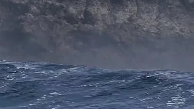 Leones marinos, surfeando olas enormes.