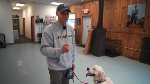 TRAINING THE WORLDS HARDEST PULLING DOG