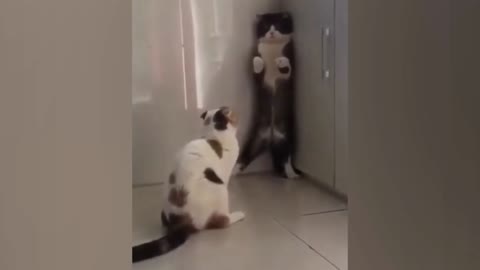 OMG So Cute | Funniest Cats And Dogs #2 🐱🐶