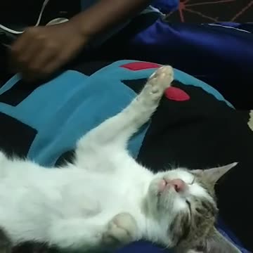 cute and adorable cat