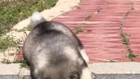 Nature & Animals🌴 - Alaskan Malamute puppies 😍😍