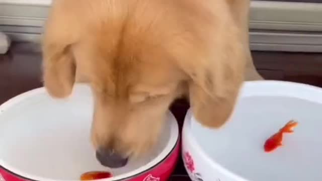 Fish dogs, you must have never seen anything like this.