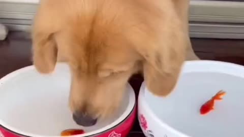 Fish dogs, you must have never seen anything like this.