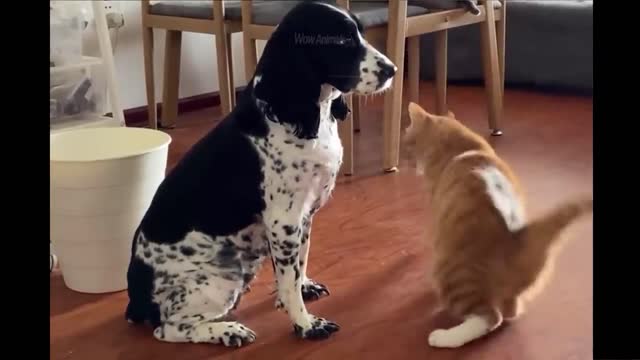 Best Funny Animals Video 2022 - Newest Cats😹 and Dogs🐶 Videos
