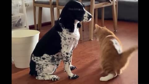 Best Funny Animals Video 2022 - Newest Cats😹 and Dogs🐶 Videos