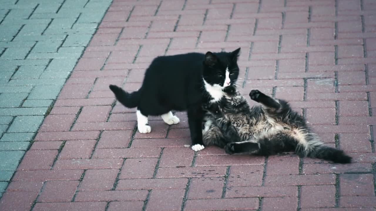 Watch this cute cat defending itself so the male cat won't touch it