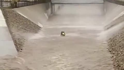 LA firefighter dangling from helicopter rescues a man