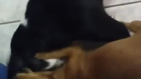 Elderly pinscher attacks big bitch!