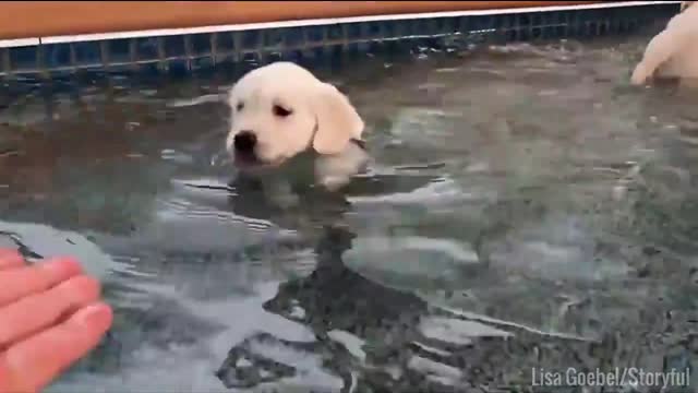 Funny and smart dog