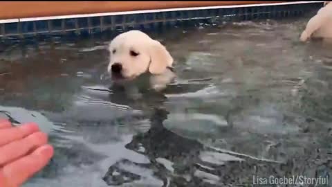 Funny and smart dog