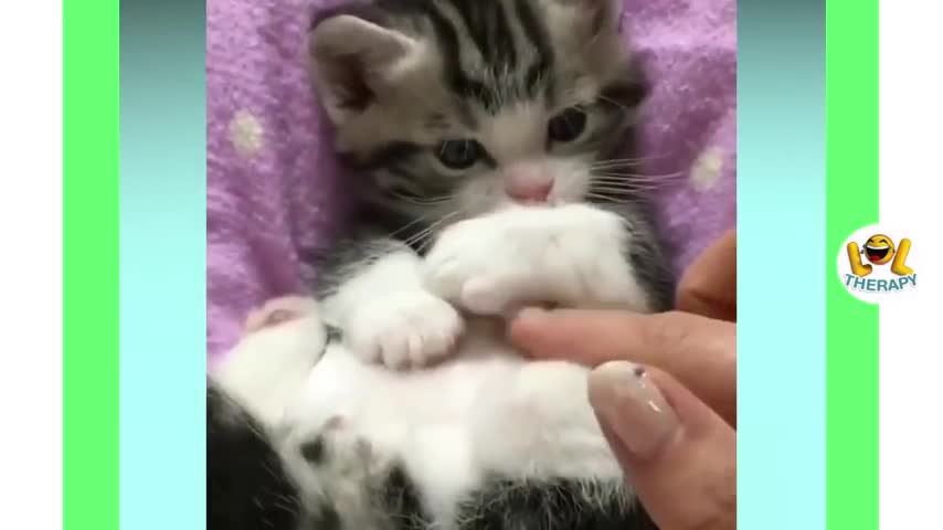 Cute kittens meowing compilation💕 OOHHH SOOO Cute!