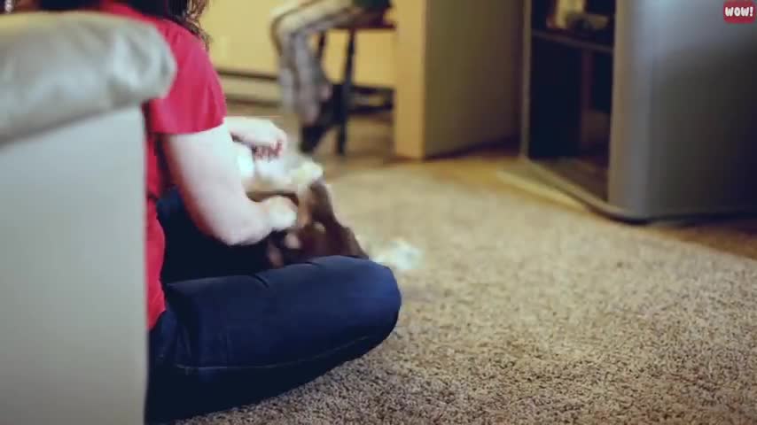 The Meaning Behind 21 Strangest Dog Behaviors | Amazing Facts about Dogs