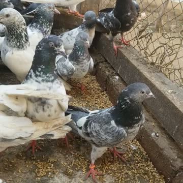 Ferozpuri,Golden,Teddy,sialkoti,kamagar,alli waly chohy ppigeons