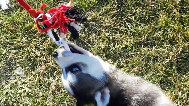 My little Husky girl
