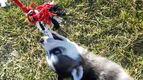 My little Husky girl