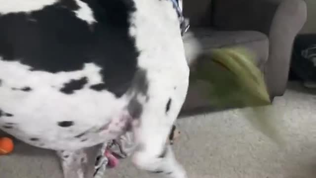 THE GREAT DANE Dog Video 93 - Great Dane Compilation - Tallest Dog in The World