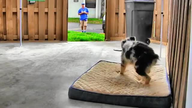 Dog training video