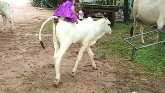 Monkey buscando água no rio