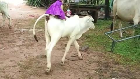 Monkey buscando água no rio