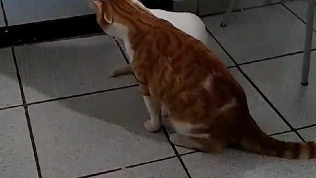 Amor de Irmão