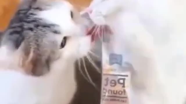 Compilation of Cute Kittens | Funny animals #