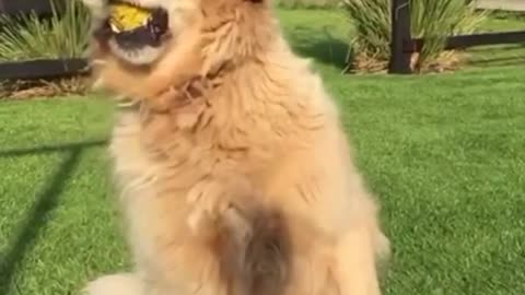 funny Golden Retriever compilation