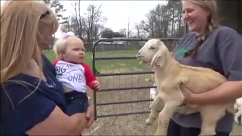 🐐 goat funny animals