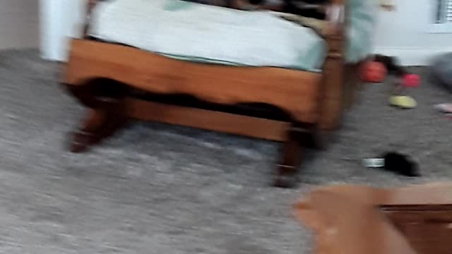 5 dogs