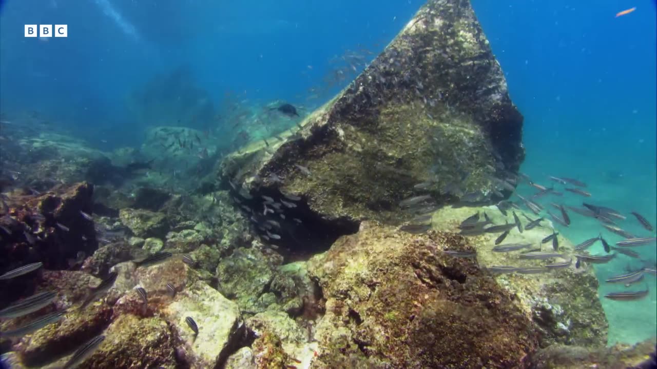 Galapagos Penguins Go Swimming South Pacific BBC Earth