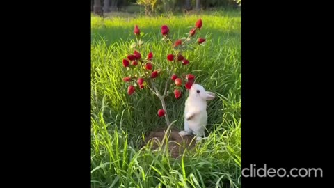 Rabbit