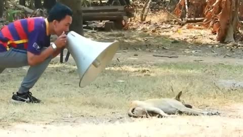 fake Lion and Fake Tiger Trick To puppy ,Tremendous Box Trick to pooch