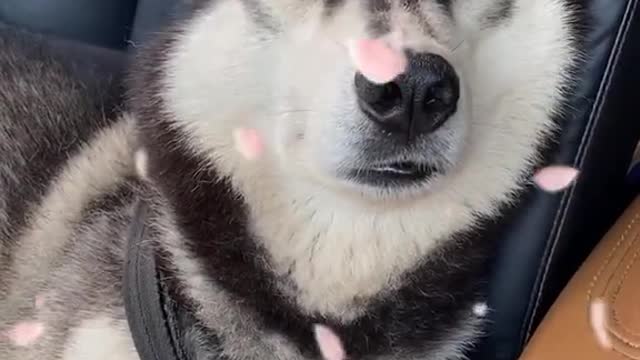 Funny Pet 2021 It's time to LAUGH with Dog's lifes40